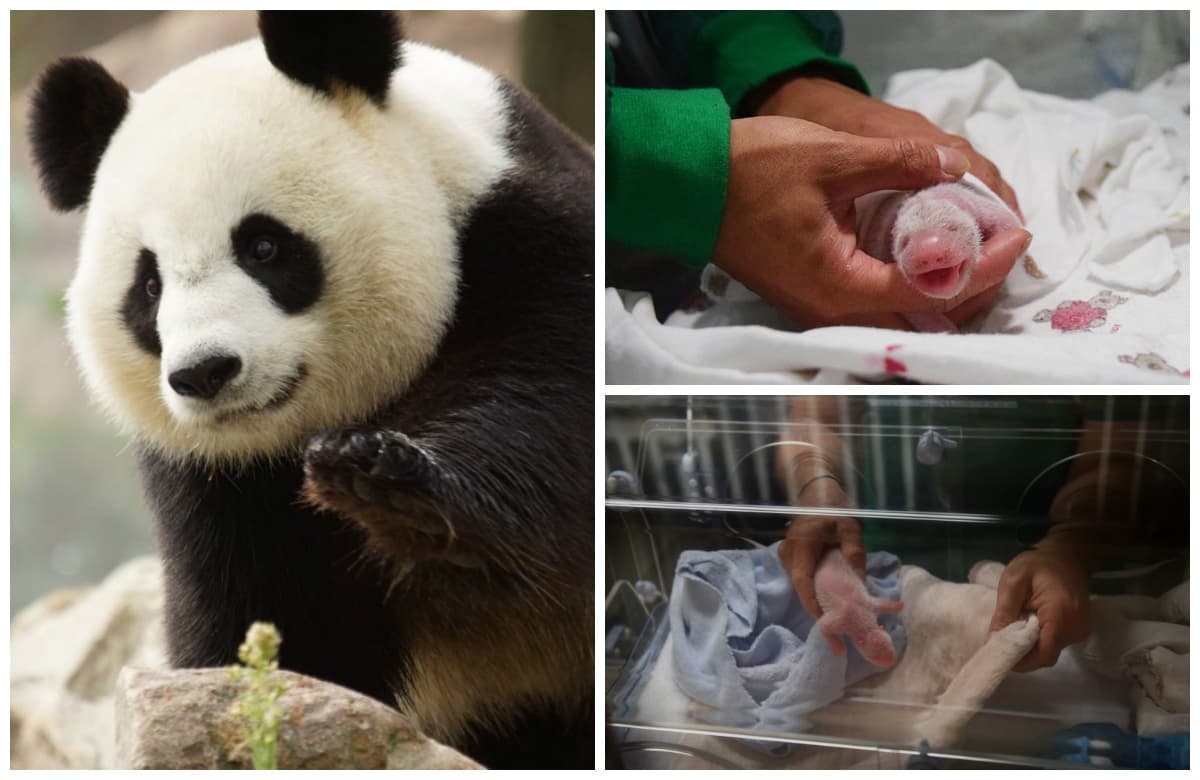 Панда сколько детенышей. Новорожденная Панда. Панда родила. Новорожденные панды. Панда после рождения.