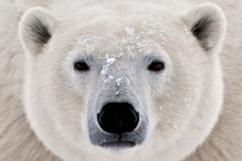 Самый большой белый медведь фото