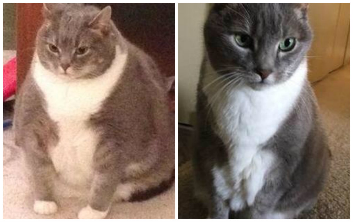 «От толстячка до качка»: в Сети обсуждают резкое похудение кота