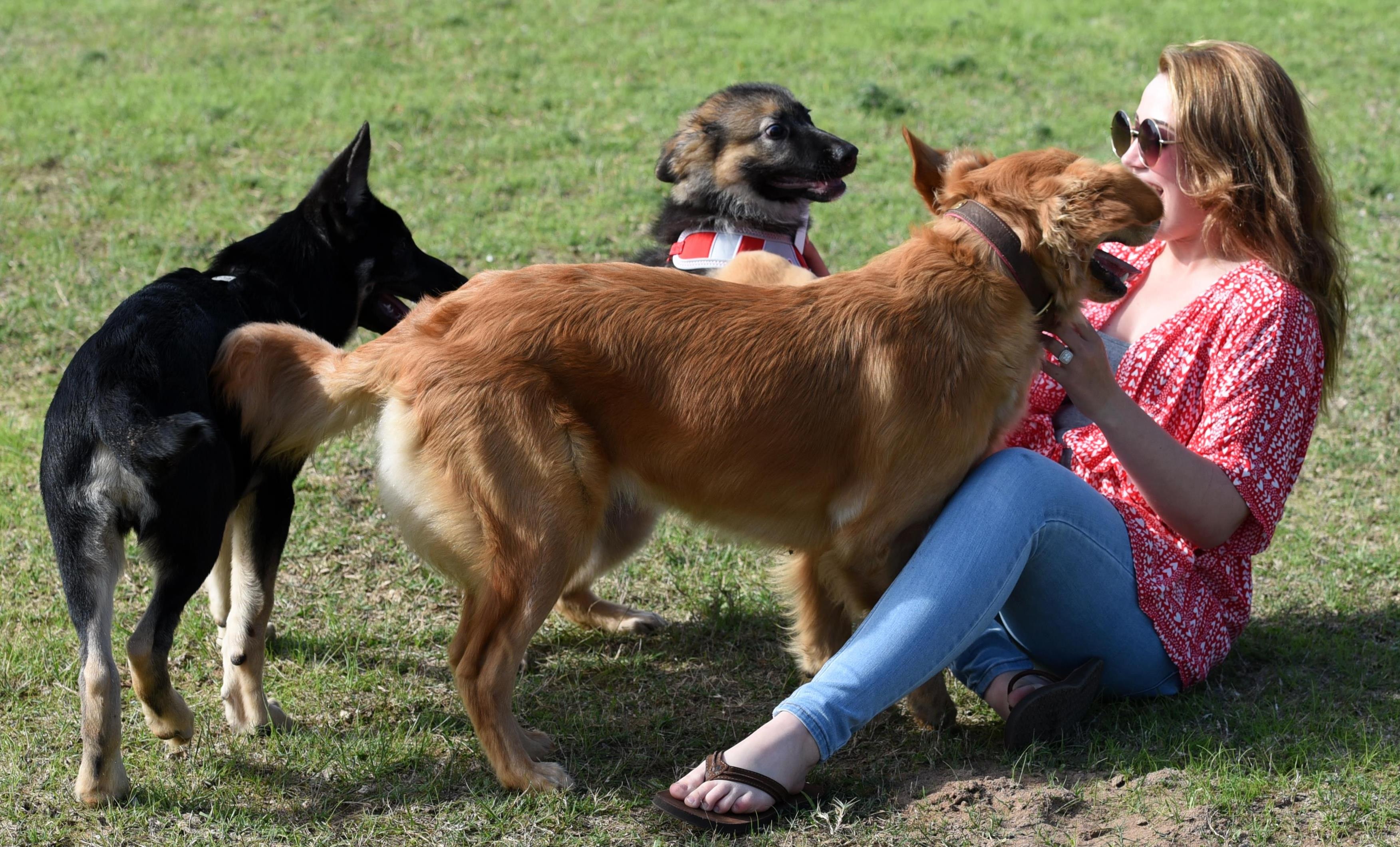 Keeping pets listen. Собака совокупилась с человеком. Сношающиеся собаки. Дамы развлекаются с собакой. Возятся с собакой.