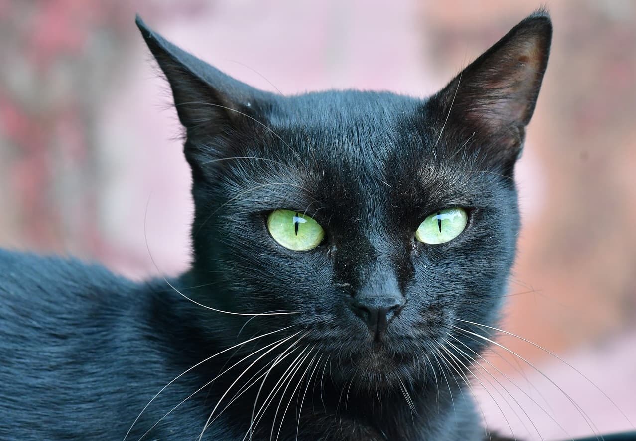 Фото много черных котят