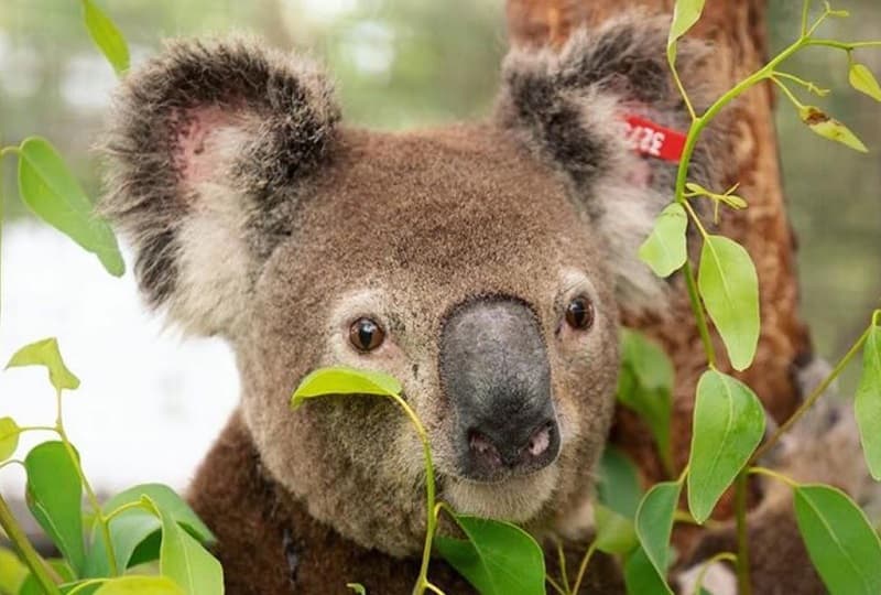 Из-за пожаров Австралия хочет признать коал исчезающим видом