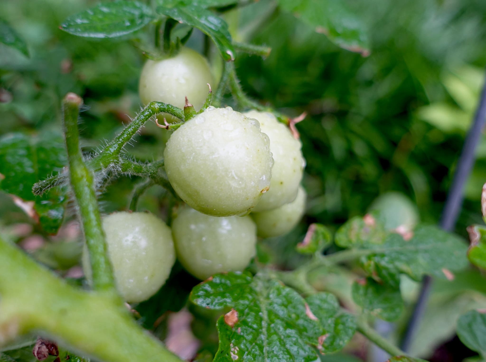 Сезонный график: когда и чем подкармливать помидоры в теплице и открытом грунте