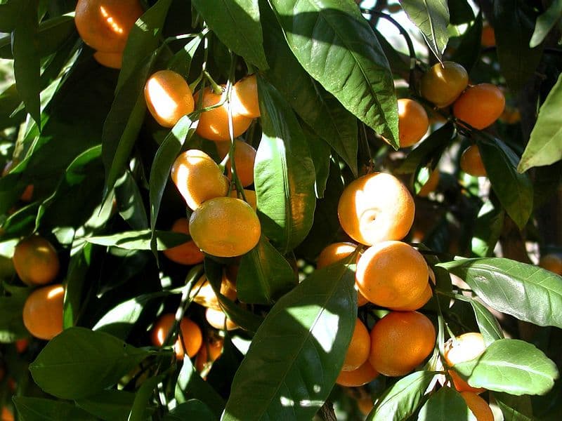 Как вырастить мандарин из косточки в умеренном климате