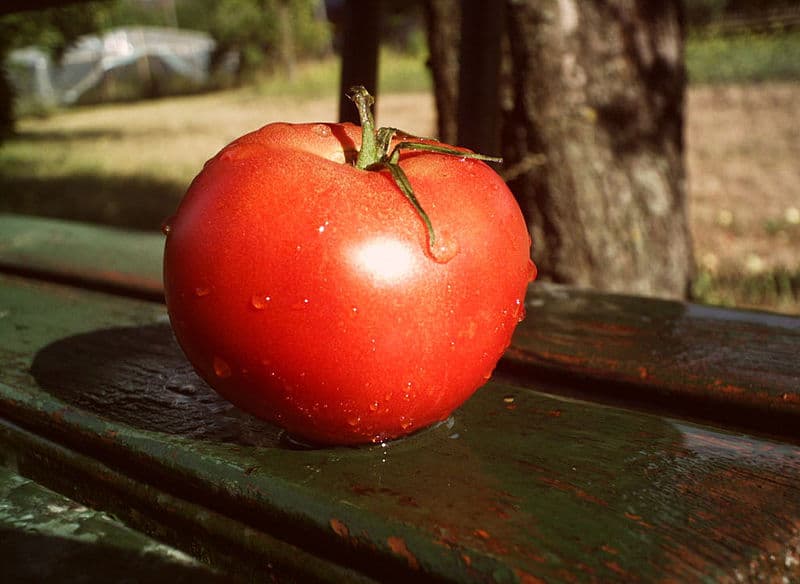 Как часто поливать помидоры в теплице: правила и рекомендации