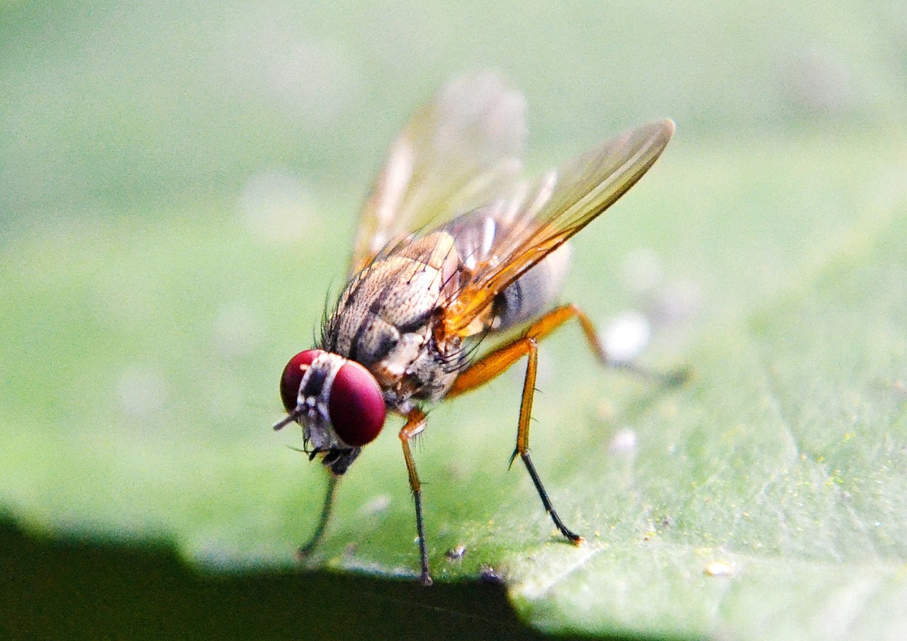 Плодовые мушки покинут ваш дом: 2 простых и эффективных способа избавиться от докучливых насекомых — испытанные народные методы