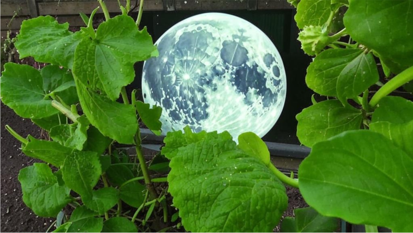 Огородный обман Луны: как профессиональные агрономы оценивают достоверность рекомендаций лунных календарей — мнение эксперта