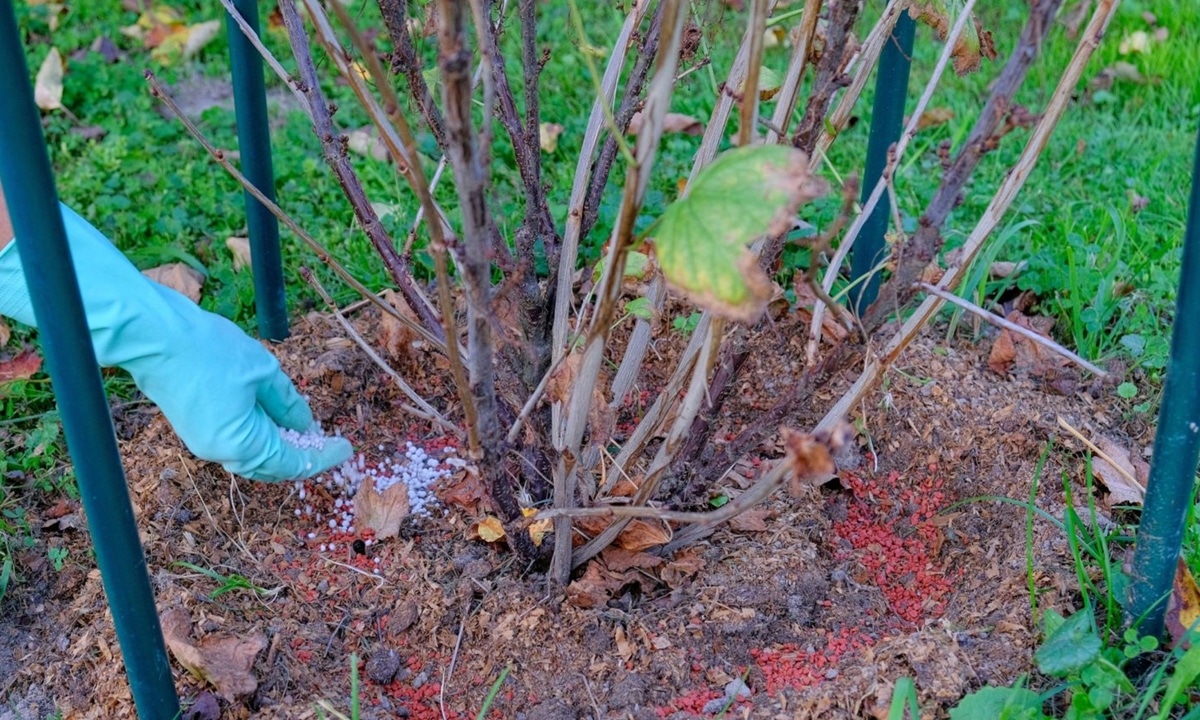 Смородиновый фен-шуй: проверенные осенние шаги к мощному и здоровому кусту в новом сезоне