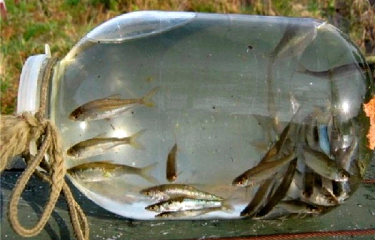 Рыбалка по-деревенски: как затрофеить щуку и судака с помощью обычной банки