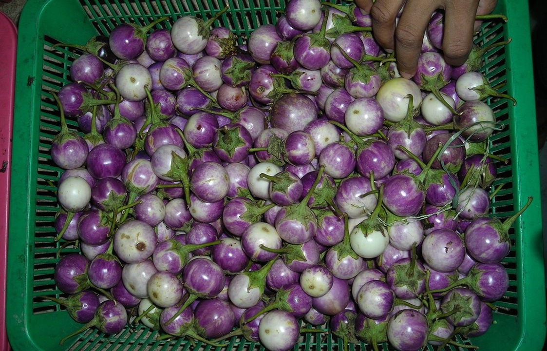Тропический гость на сибирских грядках: чем удивляет тайский гороховидный баклажан