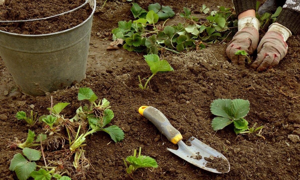 Когда клубнике пора сменить грядку: осенняя пересадка, которая продлит жизнь кустам и улучшит урожай