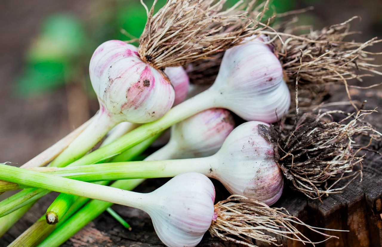 Ошибки, из-за которых чеснок не доживает до весны: как их избежать и сохранить урожай