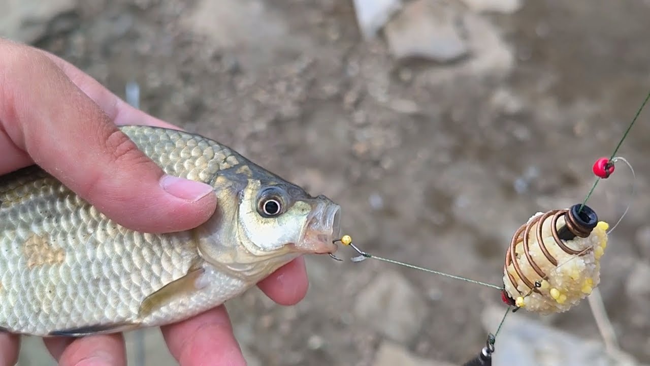 Когда не рыбка к пиву, а наоборот: рыбаки нашли необычную прикормку, от которой улов становится рекордным