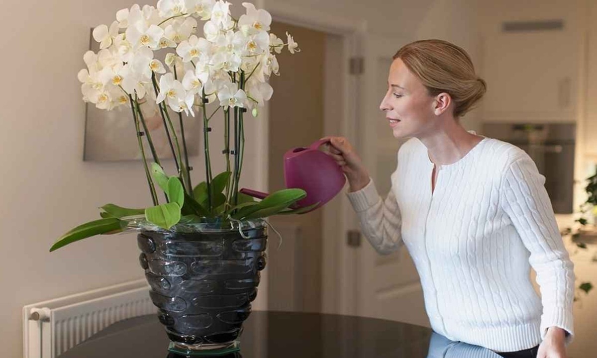 Орхидея чахнет от заботы: одна привычка владельцев превращает уход в угрозу для корней