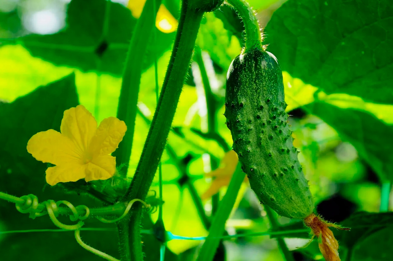 Рекордные грядки начинаются в ноябре: эта чудо-смесь спасает будущий урожай огурцов