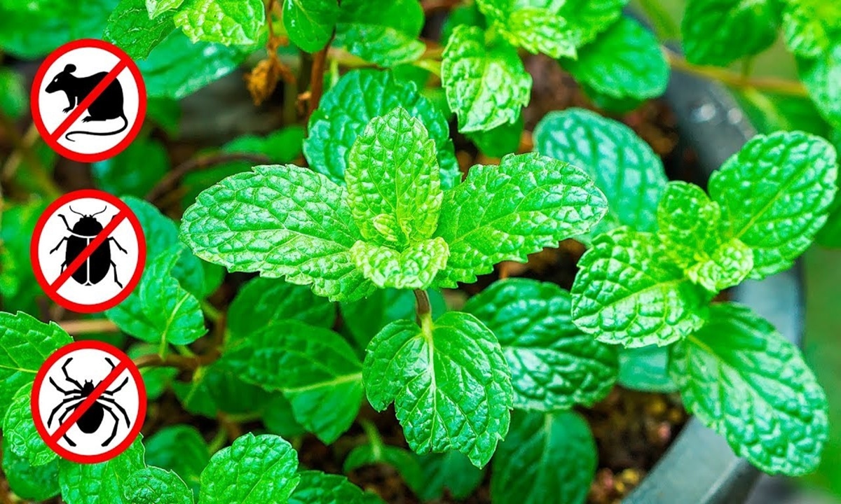 Приятный запах для людей кошмар для мышей: что использовать, чтобы выгнать непрошеных соседей