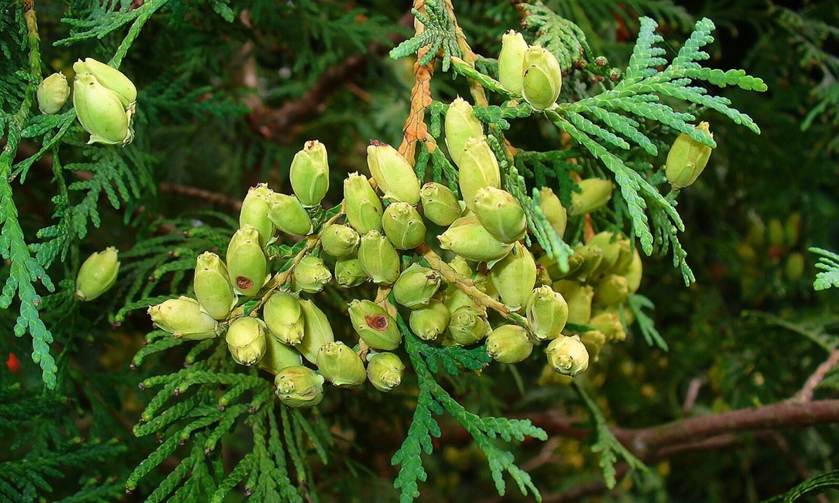 Туя подает тревожный сигнал: на что дерево намекает внезапным появлением шишек