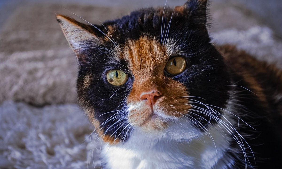 Счастье приходит на мягких лапах: какие кошки обещают хозяевам защиту и финансовый подъем в 2026 году