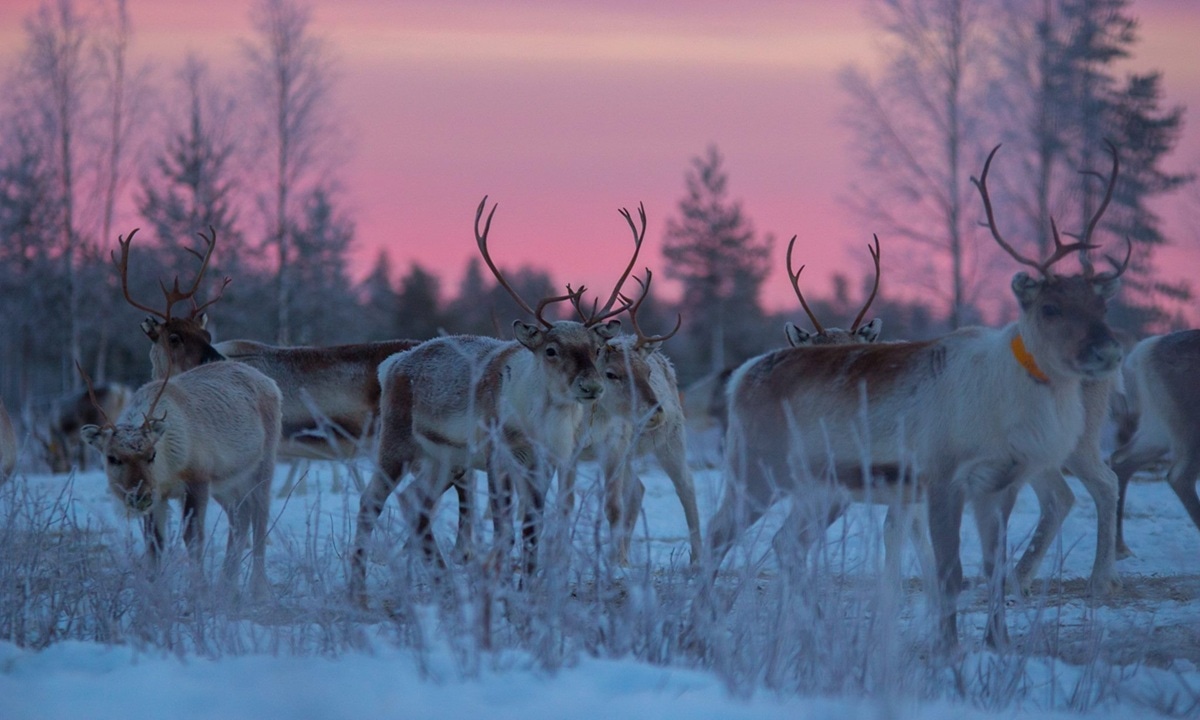 Глобальное потепление открыло дверь в прошлое: древний механизм массовой охоты выходит изо льда вместе с утраченной историей