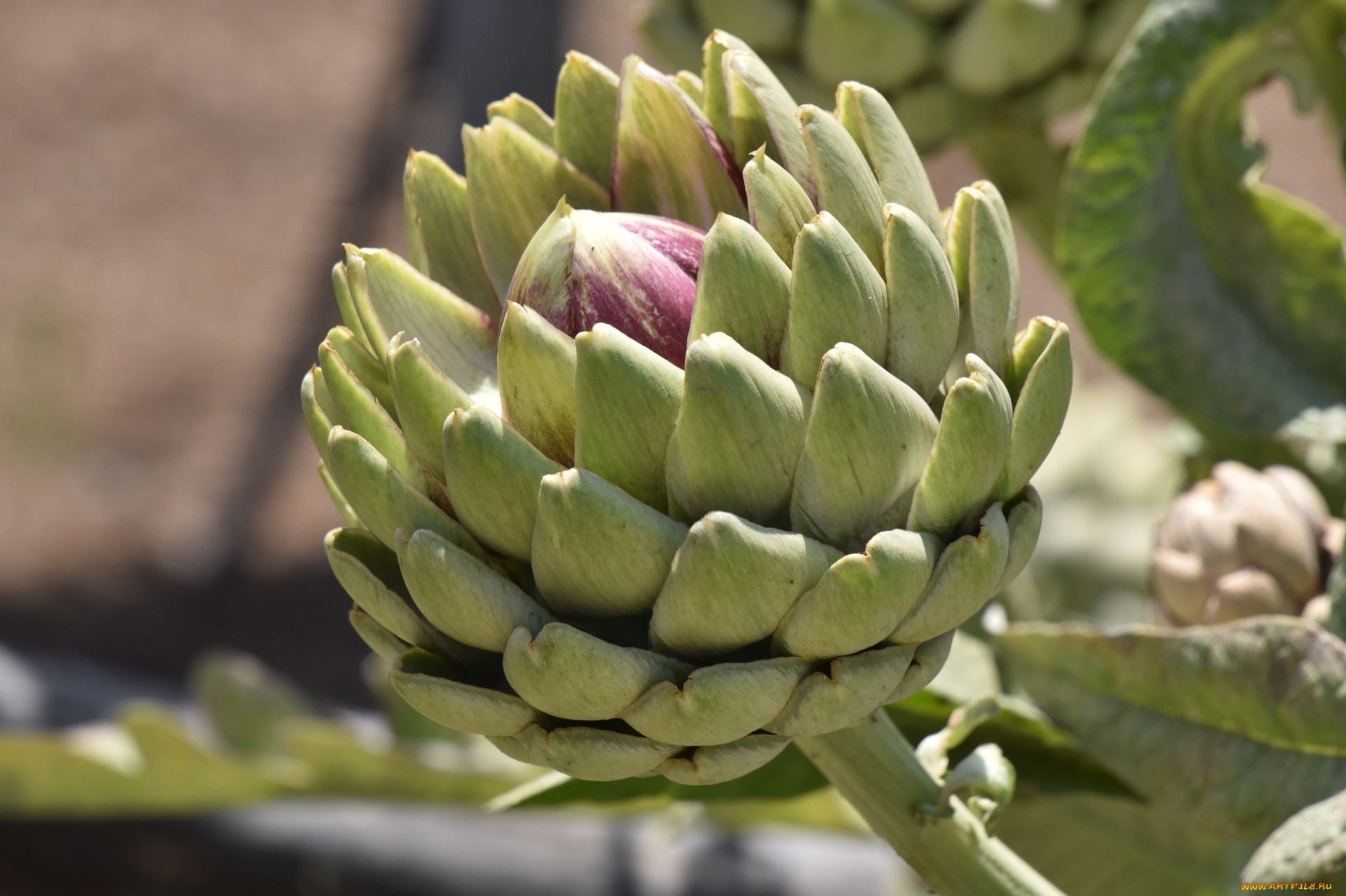 Грядки не место для разочарований: какие культуры приносят больше проблем, чем съедобной радости