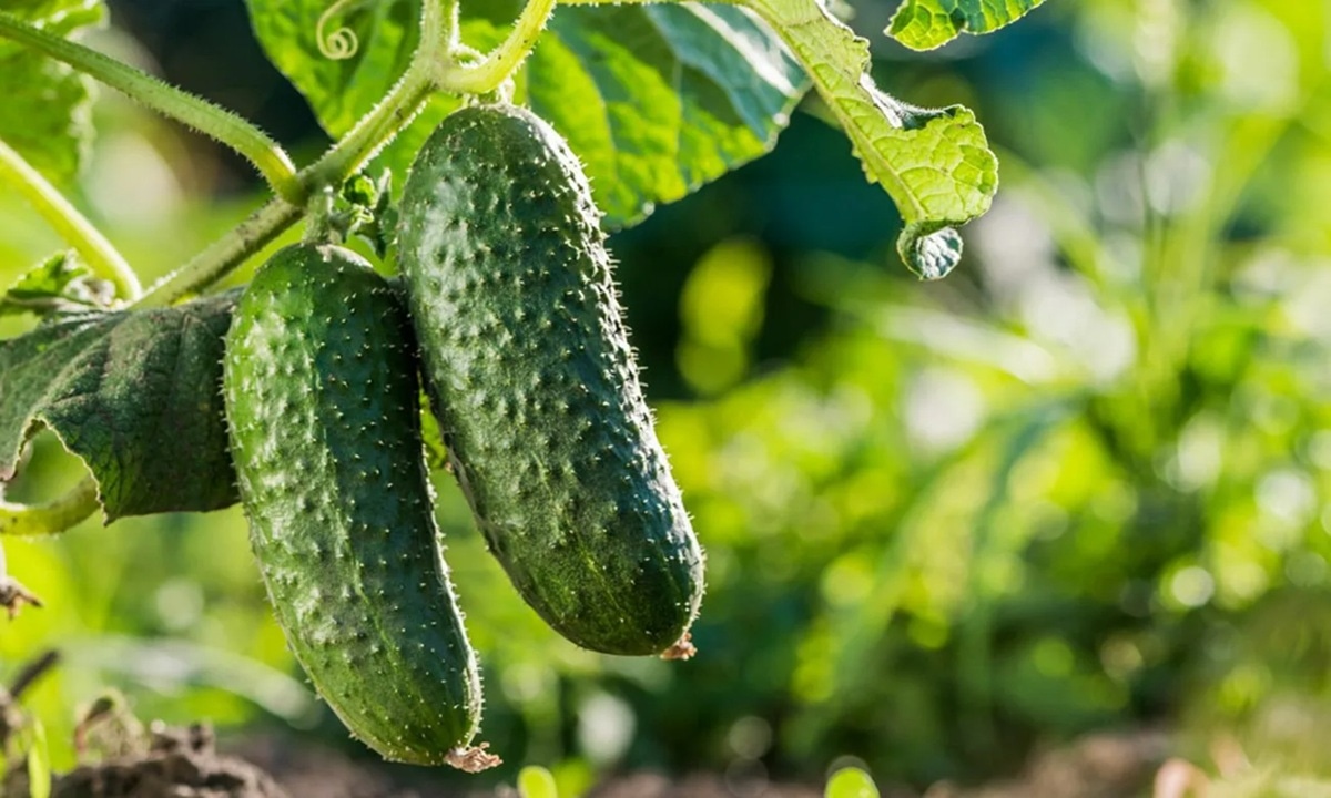 Некоторые соседи по грядке губят огурцы быстрее вредителей: какие культуры лишат урожая на два сезона подряд