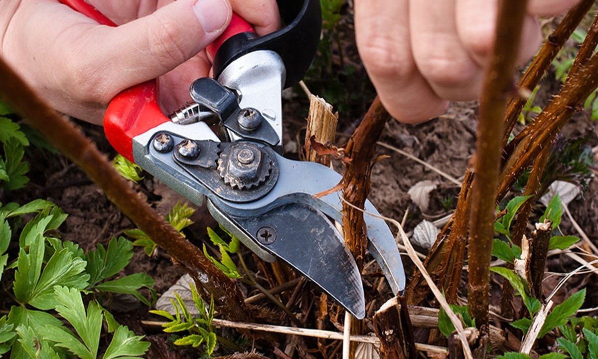 Этот секрет разорвет ваш малинник: одна грамотная обрезка превращает обычные кусты в фабрику ягод