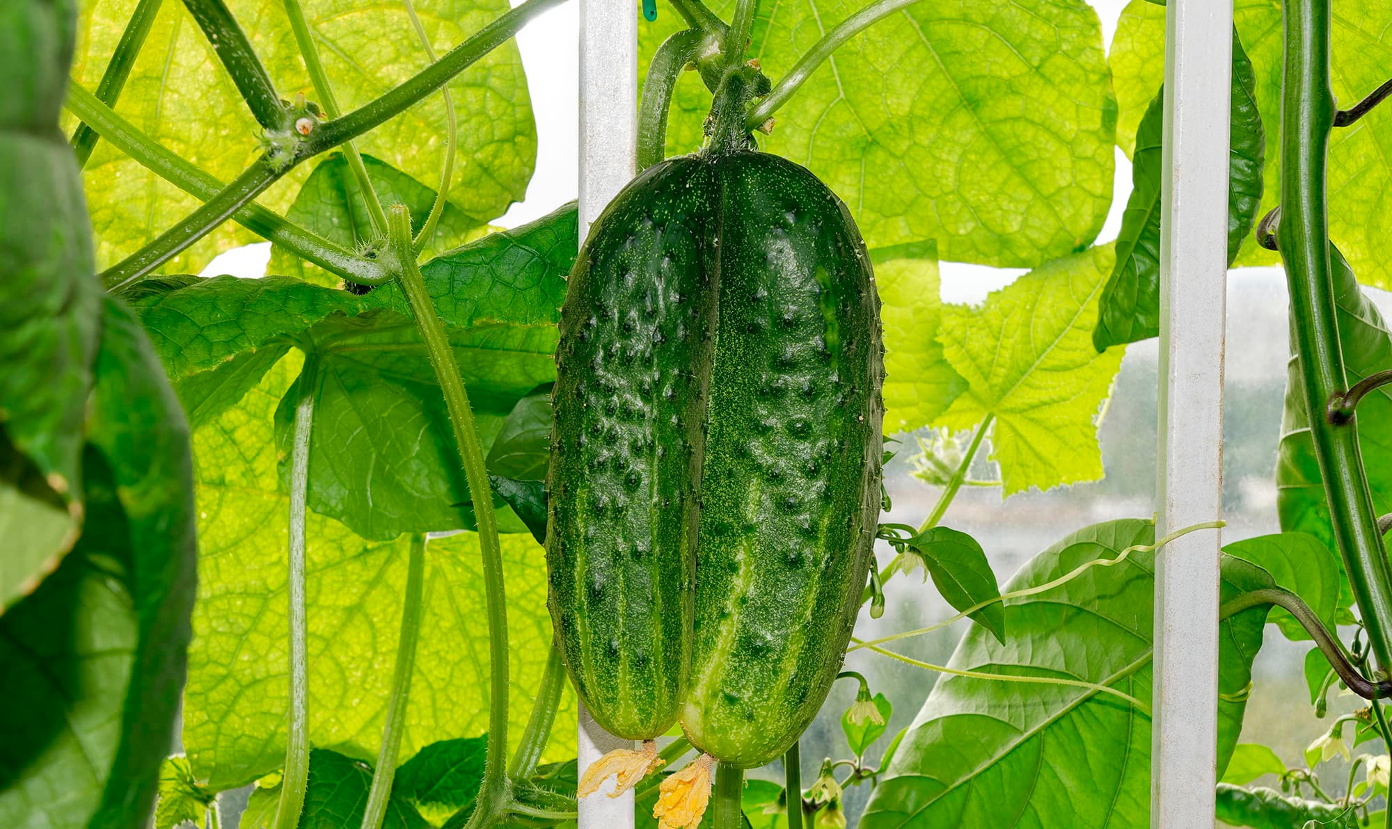 Природа иногда играет по своим правилам: что такое фасциация почему ее не стоит бояться