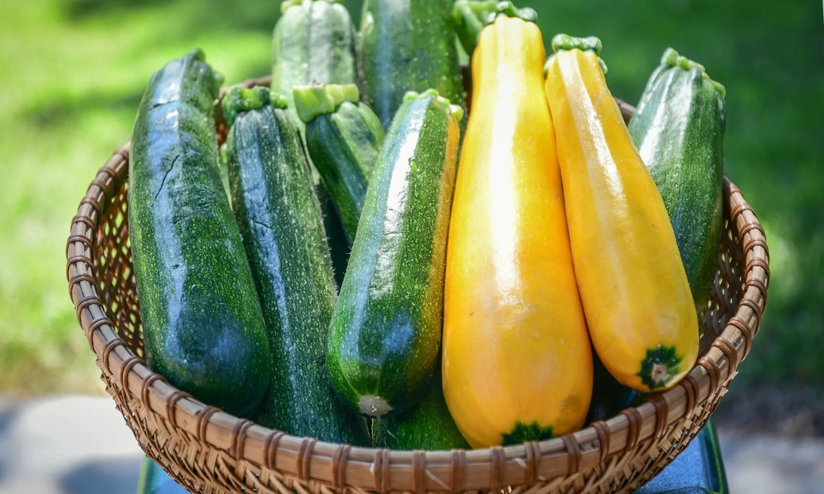Огород превращается в машину времени: подзимний посев кабачков дает урожай, когда соседи только достают рассаду