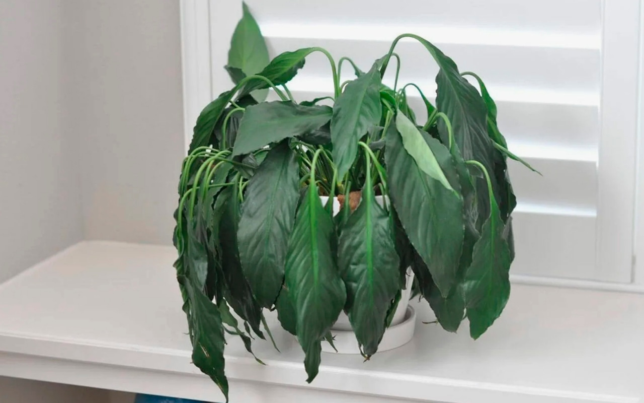 Комнатные культуры кричат о беде: эти характерные сигналы заранее предупредят о гибели любимого цветка