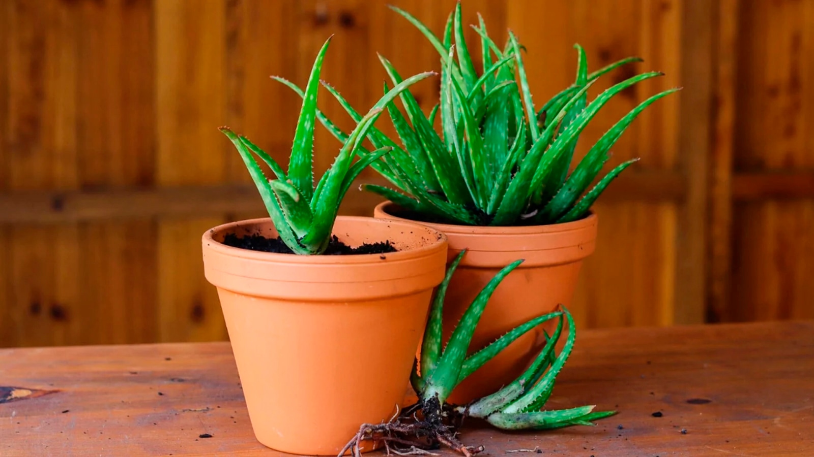 Деток много выкидывать жалко: простой способ размножить алоэ и получить новые растения