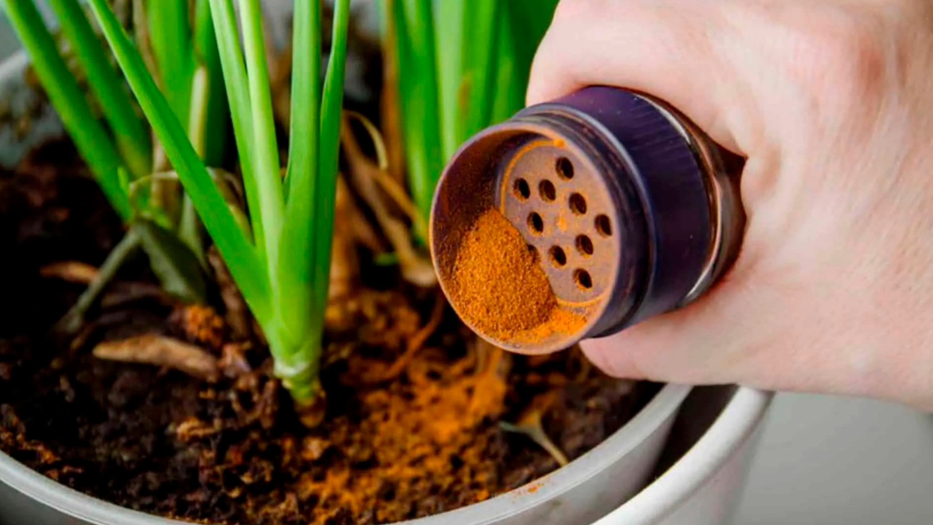 Эту специю с кухни цветоводы хвалят все чаще: простой способ поддержать комнатные растения