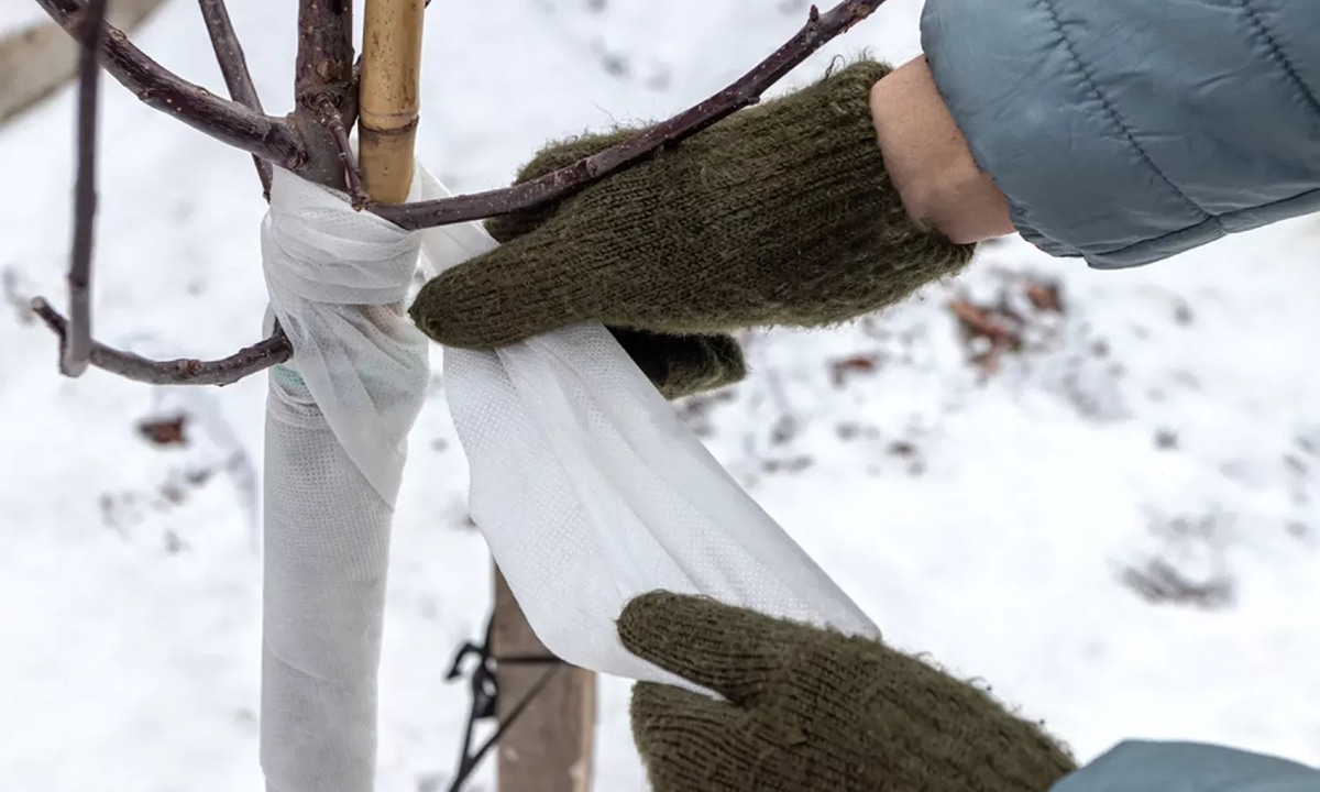 Мороз не враг, а грызуны  да: простой способ спасти плодовые деревья зимой
