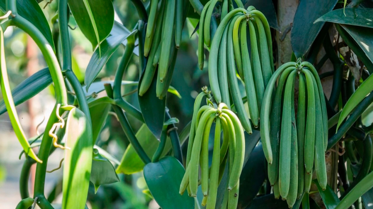 Ваниль растет не только в тропиках: как вырастить ароматную лиану прямо в квартире
