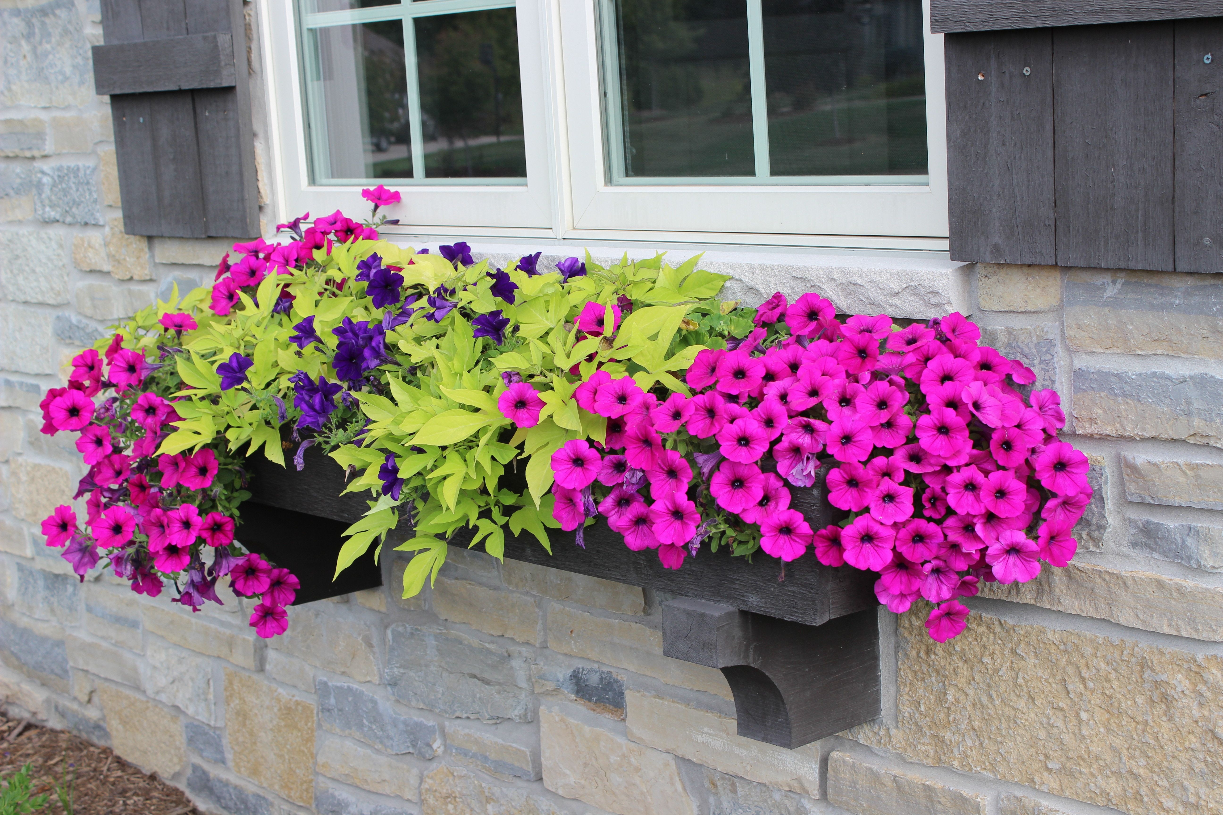 Не успели в январе остались без цветов: главный секрет ранней петунии