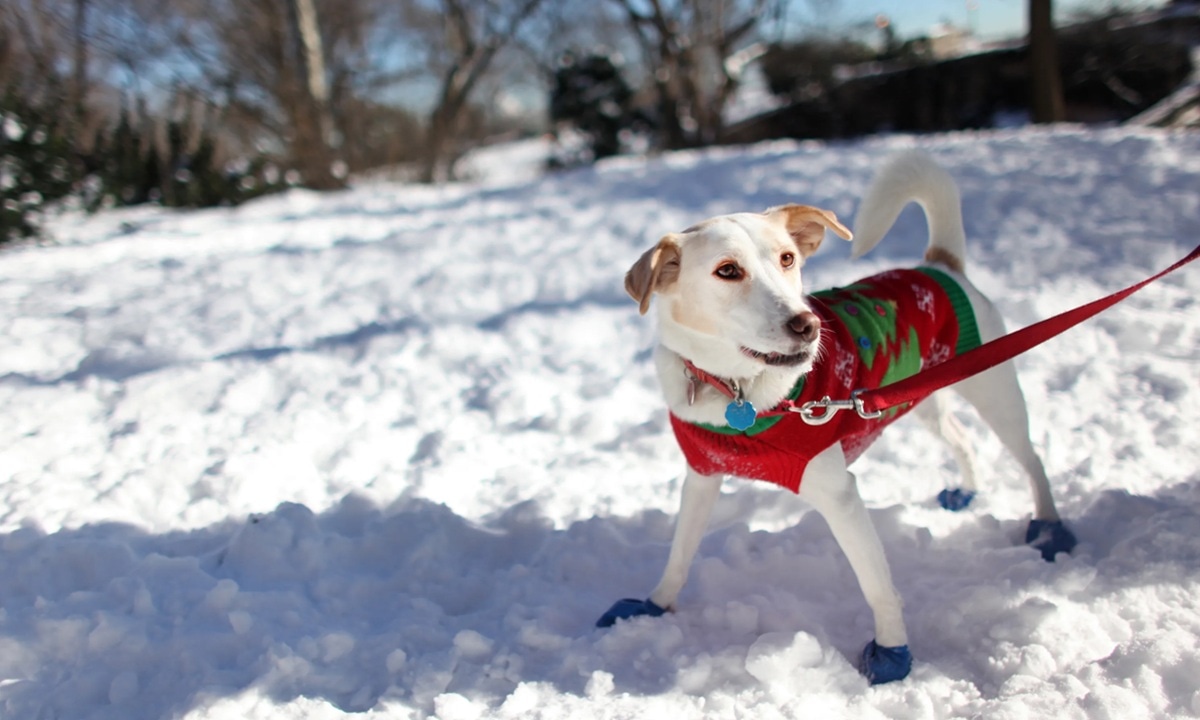 Зима для собаки не просто снег и радость: как пережить холод и праздники без стресса для питомца