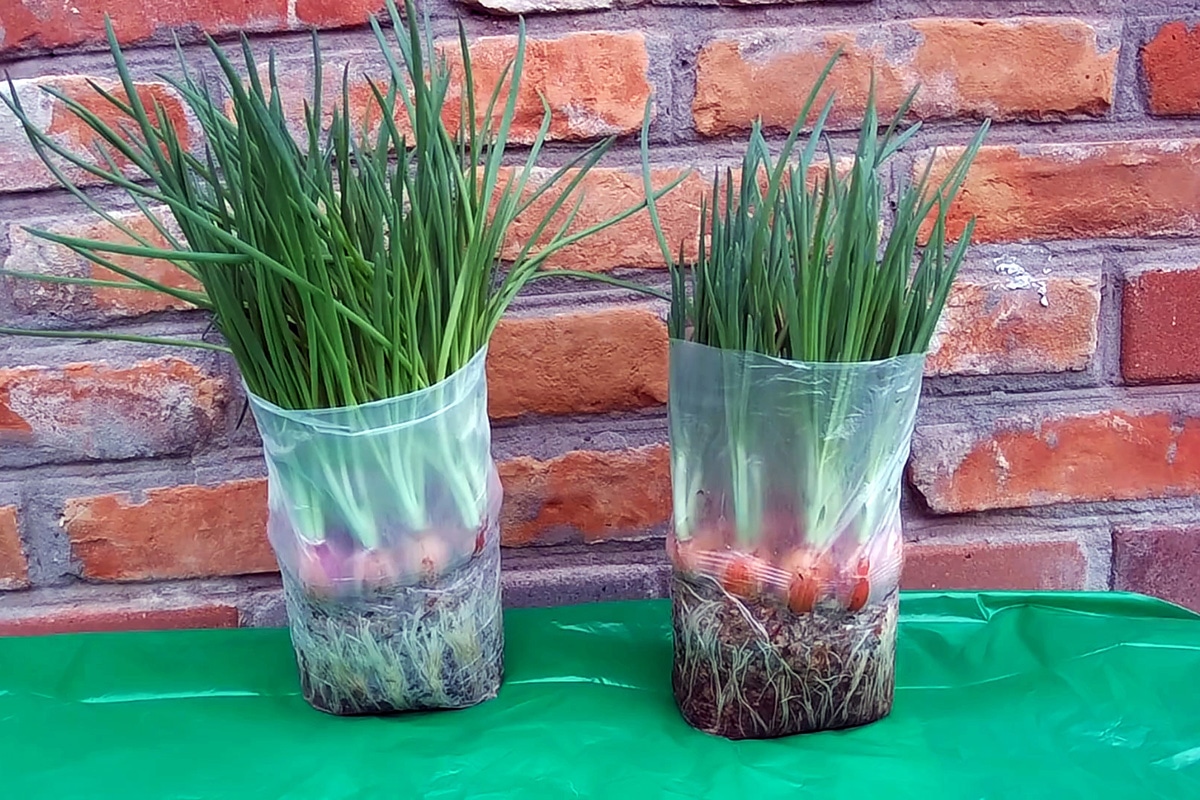 Зеленый лук растет без земли: простой способ с пакетом на подоконнике