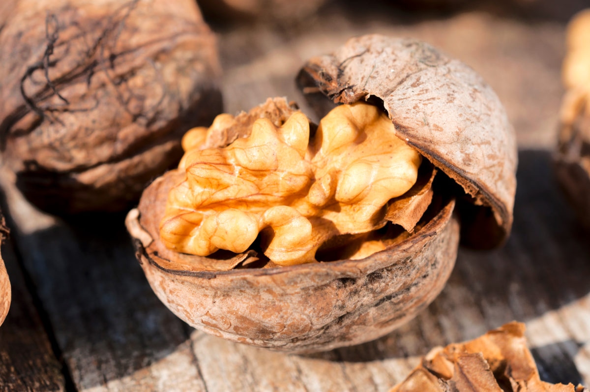 Горсть орехов в день изменит ваш мозг: почему их называют лучшим топливом