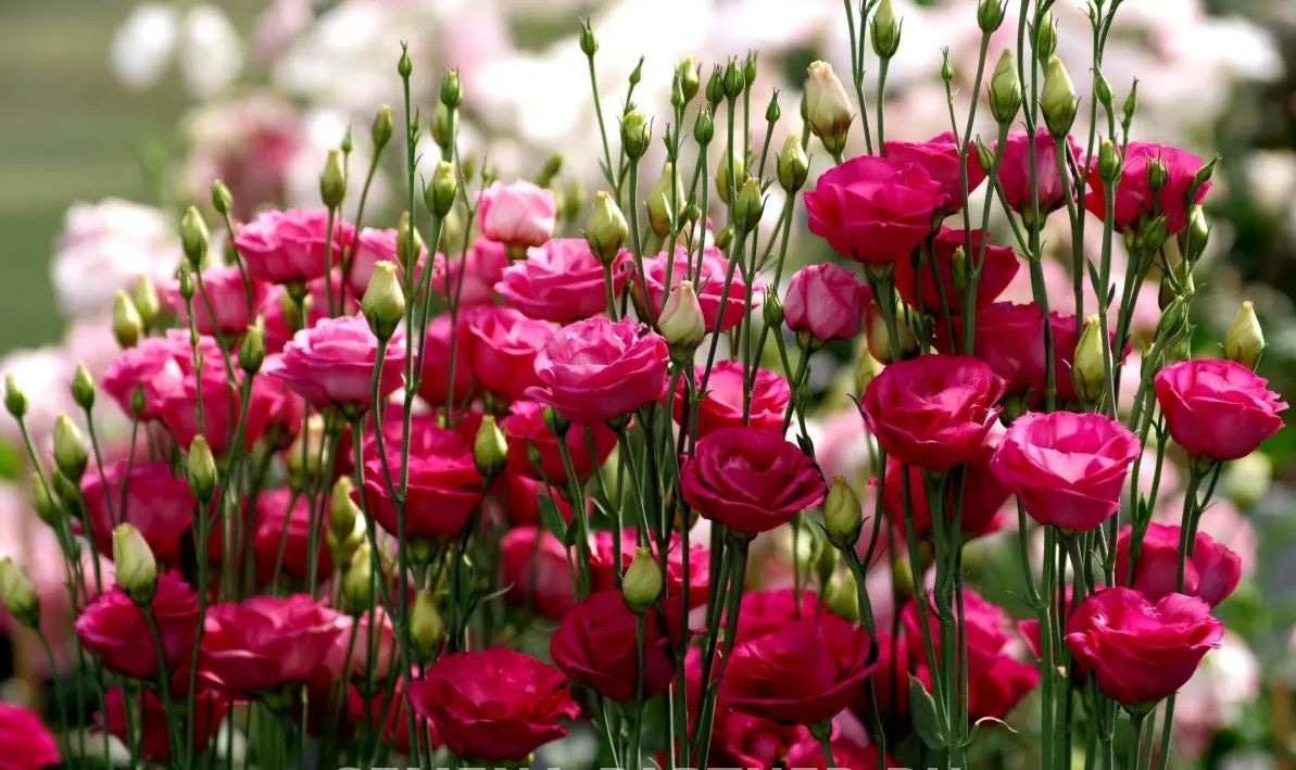 Не посадите эти растения в январе  останетесь без рассады весной: список для зимнего сева