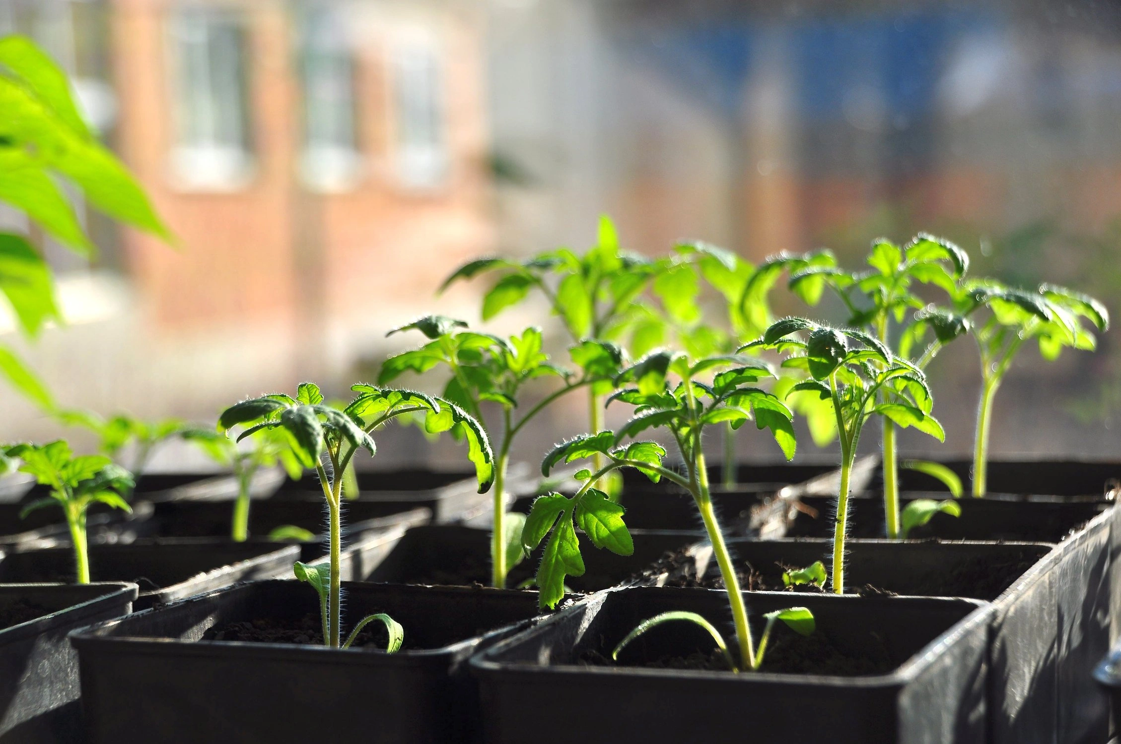 Этот флакон из аптеки  лучший стимулятор томатов: рассада взойдет на 40% быстрее