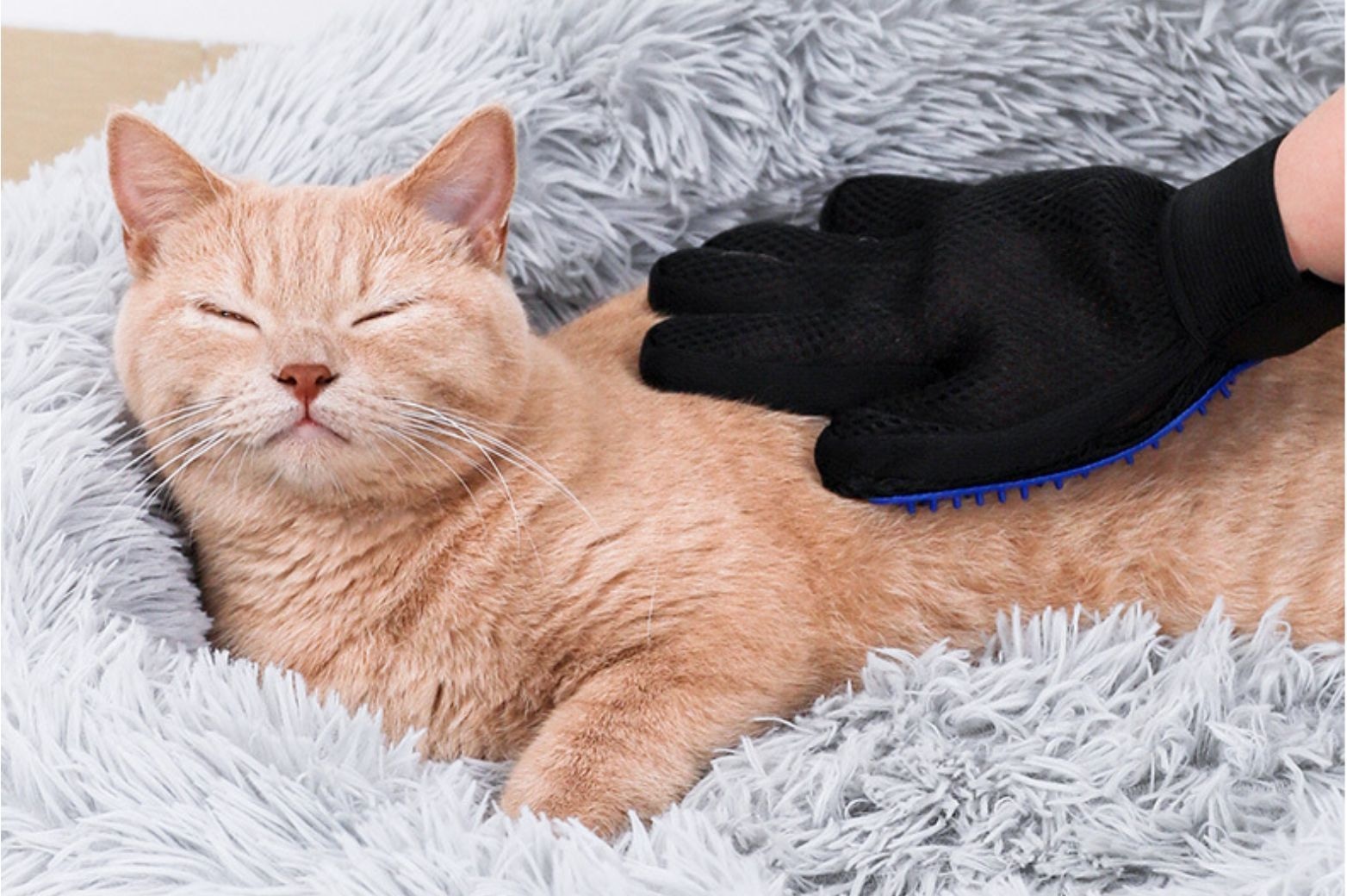 Как выбрать варежку-расческу для кошки: шерсть мурлыки перестанет летать по дому