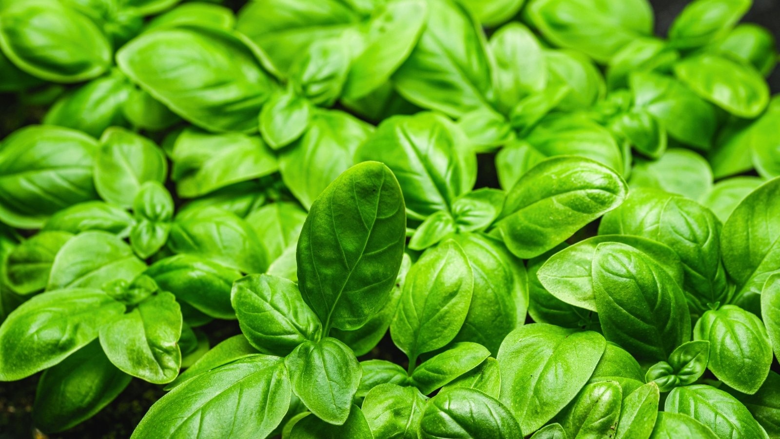 Как лаймовый базилик лечит и украшает: очень полезная и самая недооцененная зелень