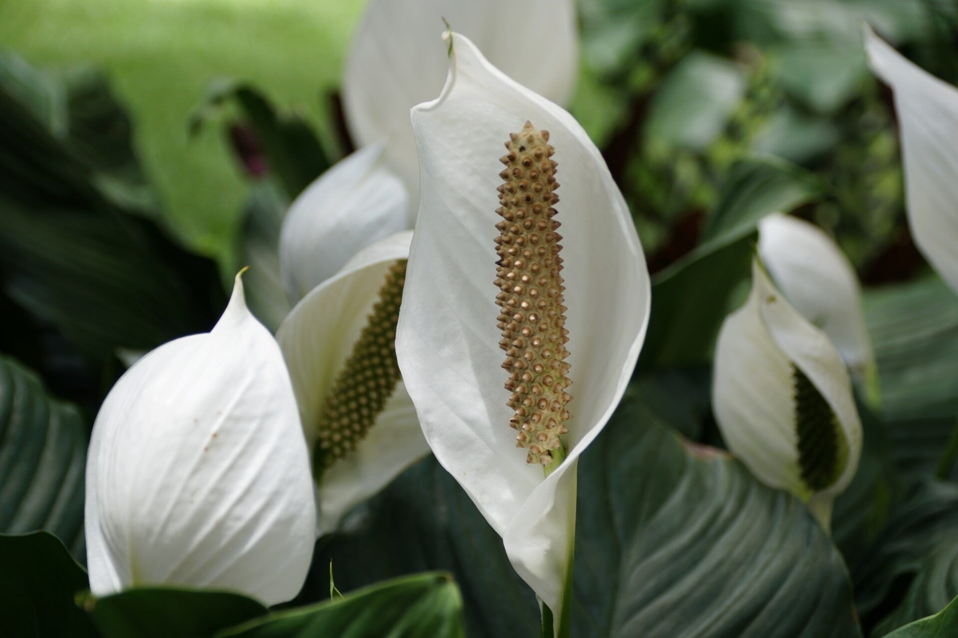 Спатифиллум не цветет добавьте таблетку: эти лекарства запустят пышное цветение