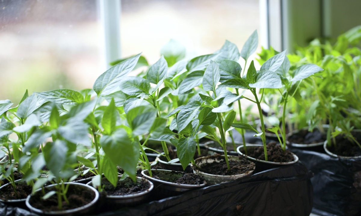 Формула точного посева рассады: как рассчитать день без погрешности под ваш регион