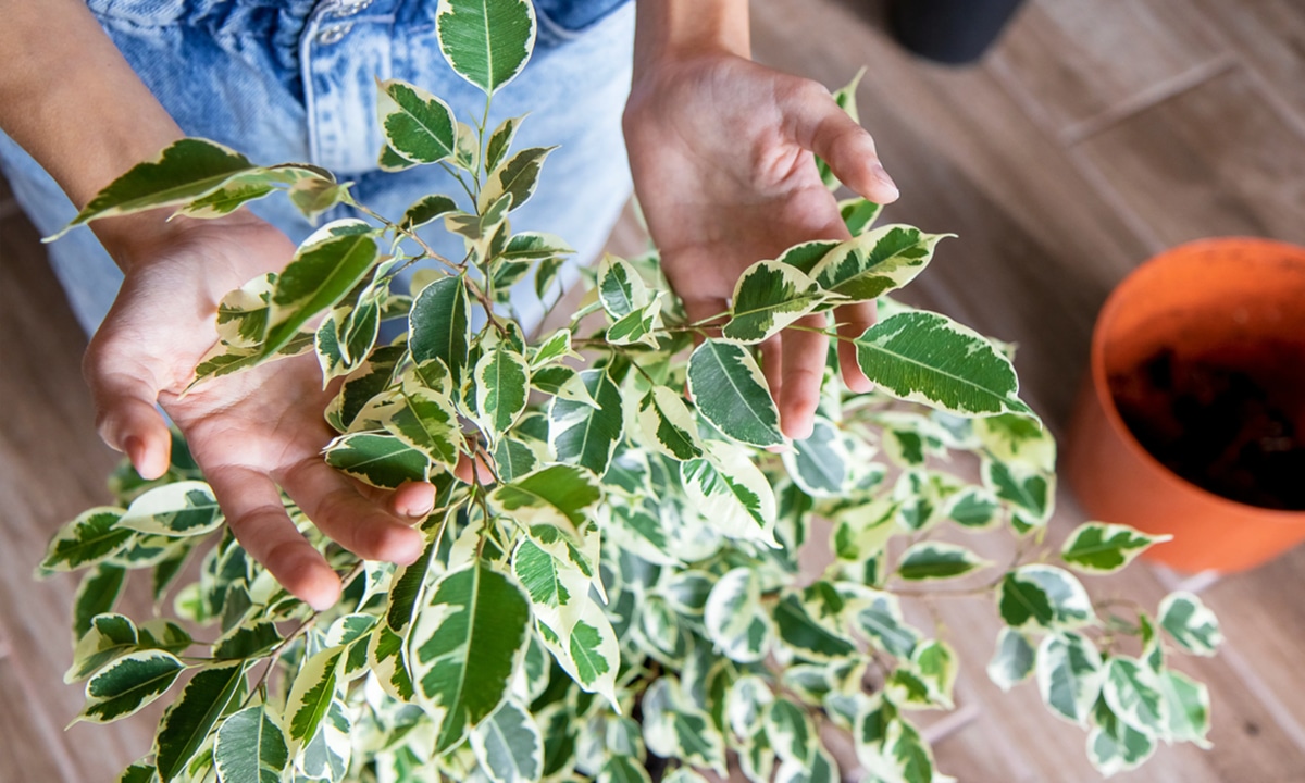 Почему фикус Бенджамина не ветвится и лысеет: этот восточный способ сделает его густым