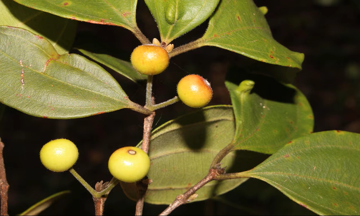 В Австралии погибает дерево-зомби: этот грибок угрожает целому виду растений