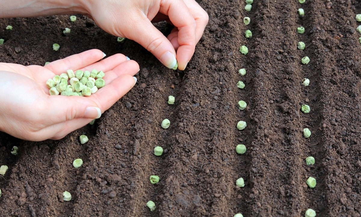 Эти культуры конфликтуют под землей: почему лук и горох не уживаются на одной грядке