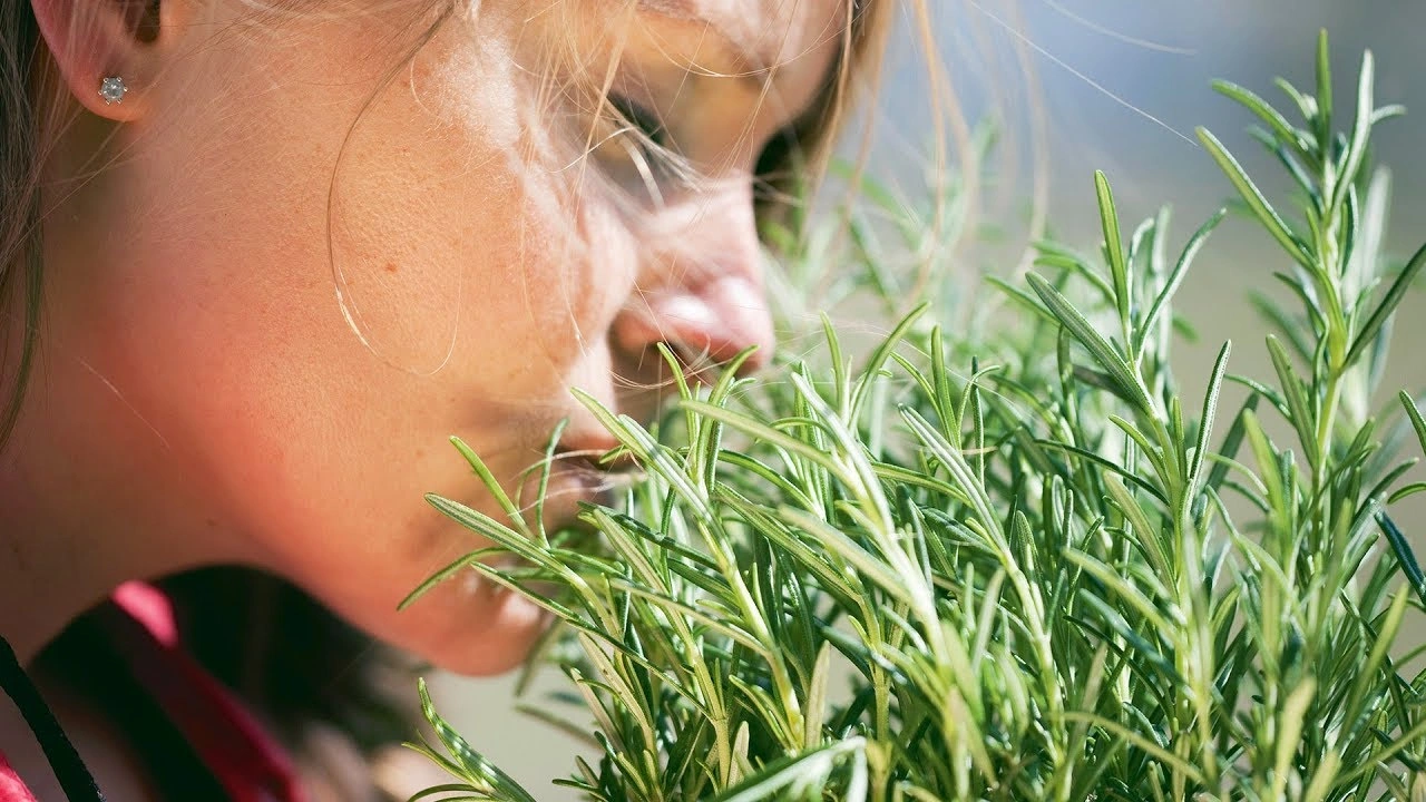 Травы с лимонным ароматом: что подходит для готовки, чая и ухода за собой