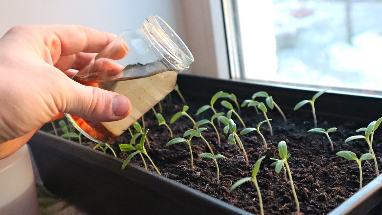 Упустили сроки для посева помидор  не беда: эти народные стимуляторы роста спасут будущий урожай