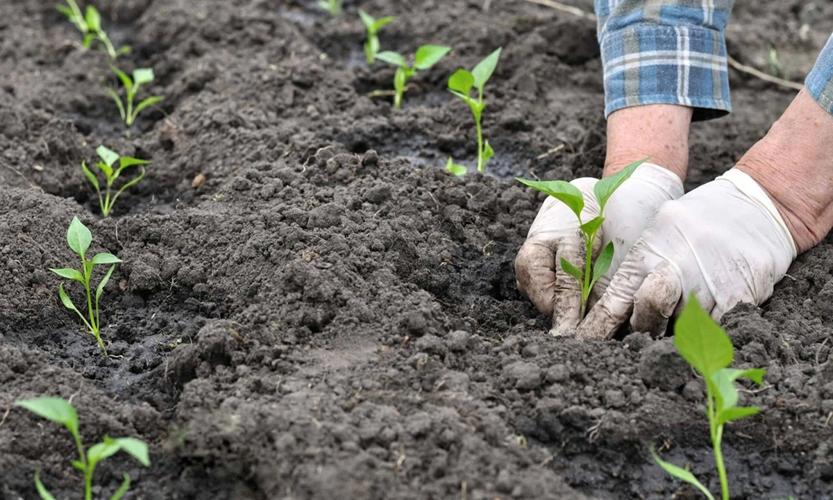 Перец перестанет болеть после высадки: 3 простых ингредиента в лунку и гниль не подберется