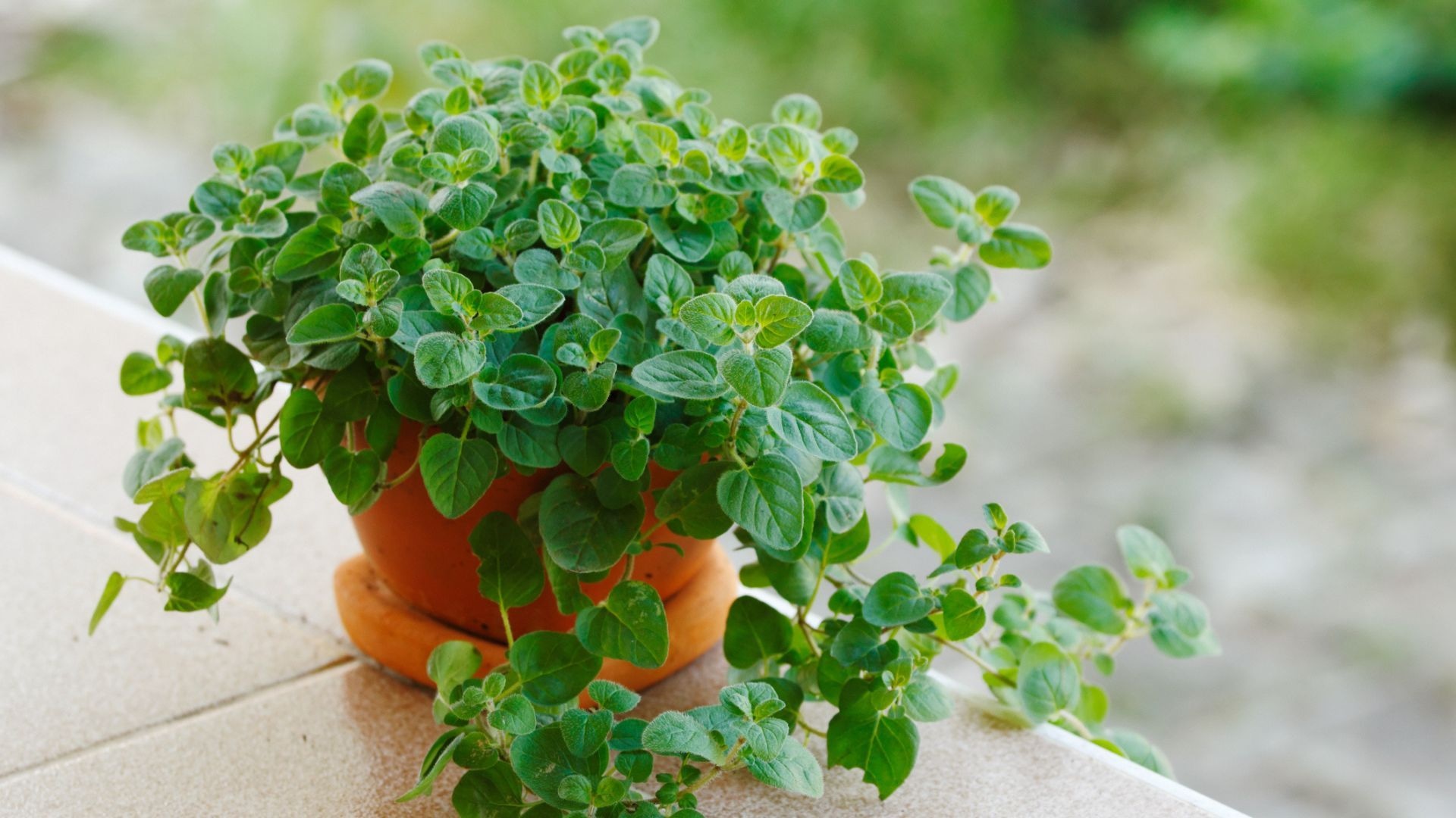 Эта пряность лечит и украшает блюда: за что так ценят майоран и где его применять с максимальной пользой